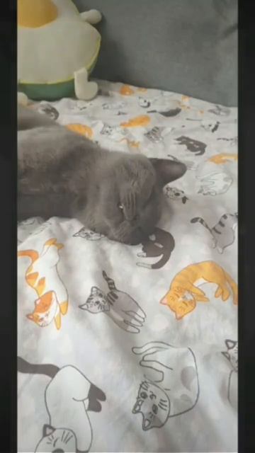 кот Мартин#кот #коты #котики #лайк смотреть онлайн