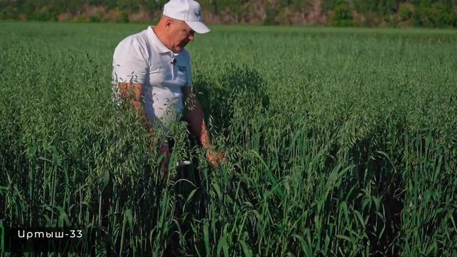 НОВЫЕ СОРТА: от создания до внедрения в производство смотреть онлайн