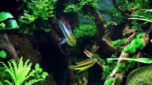 Apistogramma trifasciata display - Female protecting cave