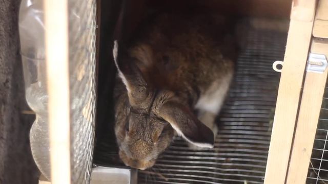 Кролики смотреть онлайн