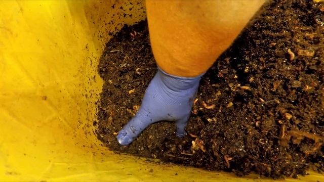 Yellow worm buckets with Euro nightcrawler on day 166 - vermicompost смотреть онлайн