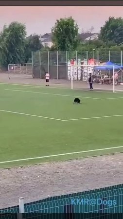 Что же Вы забить не можете!Смотрите, как надо⚽️😂 ( видео про собак )