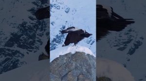 Андский кондор — одна из крупнейших летающих птиц в мире.