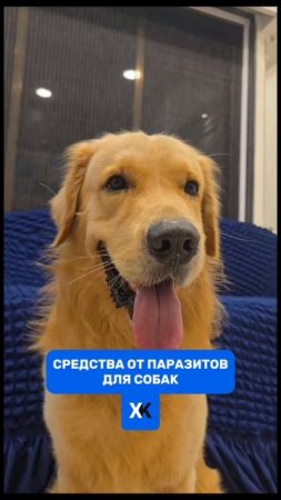 Средства от паразитов для собаки. Как выбрать? И что подойдет вашему питомцу?