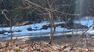 Подкрались к Лебедям на 15 метров. ХМАО 20 апреля.