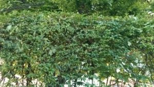 Как постричь кусты красиво