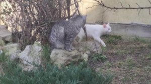 Под сенью вишен. Cherry Cats