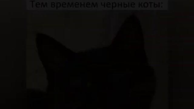 Прикольные и смешные мемы с животными ) смотреть онлайн