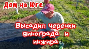 Дом на Юге.  Сад и огород. Высадил черенки винограда. Красим яйца.