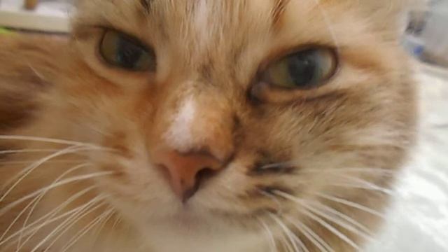 Зелёноглазка)) Кошка Подушка.