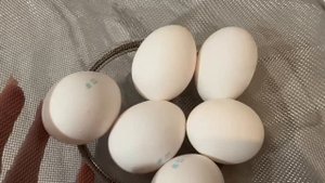 Как правильно сварить яйца, чтобы желток  получился вкусным! Часть 1