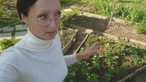 Видео привет с 6 соток. Середина мая. Приехали на дачу. 2 часть. Огород через 5 дней отсутствия