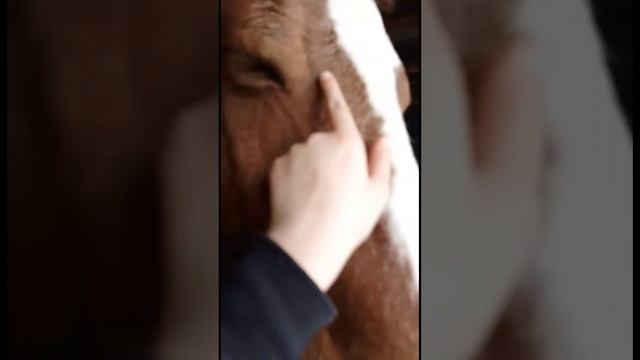 Влог с Вопрос/ответ. отвечаю на вопросы и выполняю задания подписчиков с тг канала смотреть онлайн