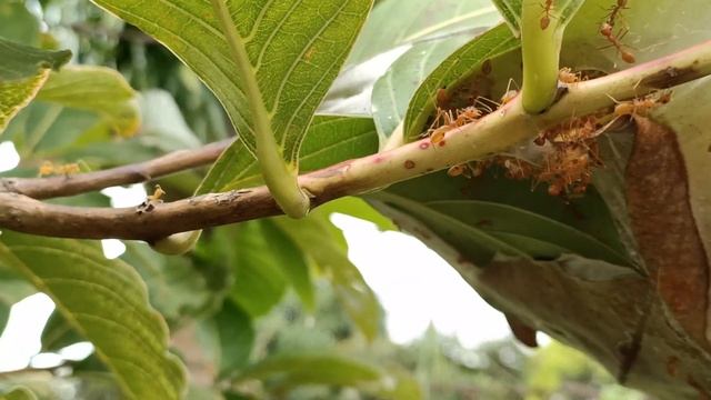 Weaver ants Oecophylla smaragdina