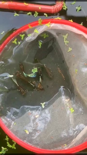 Guppies Betta fish#167 #short смотреть онлайн