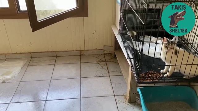 Smart has a happy tail today! - Takis shelter смотреть онлайн