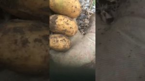 Результат посадки картофеля на укрывной материал 3