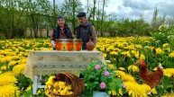 Бабушка Приготовила ВКУСНЫЙ И ПОЛЕЗНЫЙ МЕД из одуванчиков в домашних условиях.