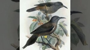 Чешуегорлый мохо