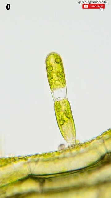 Green Algae |10 Examples of Green Algae | #chlorophyceae #biologyexams4u #greenalgae смотреть онлайн