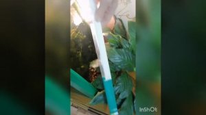 Биофильтр в аквариум