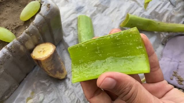 New Technique Of Growing Grapes in Banana: How To Grow Grapes Fast in Banana Fruit Get Many Fruits смотреть онлайн