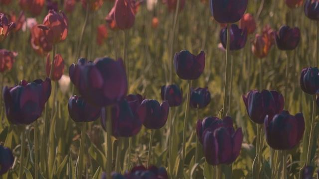 Shooting Panasonic Lumix G9 10 bit Cinematic