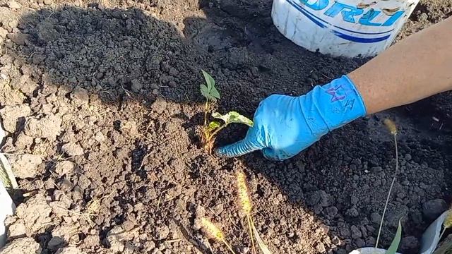 Клубника, осенняя посадка.15 сентября 2023 г. смотреть онлайн