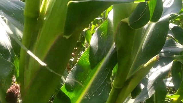 Кукуруза (Моника 350МВ) смотреть онлайн