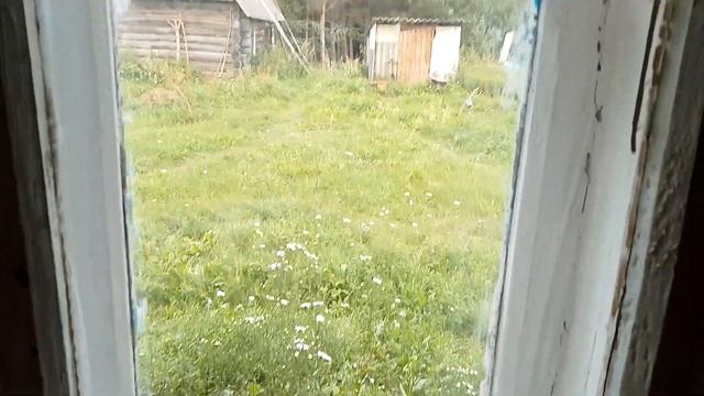 Коростели. Птичку и правда жалко 20 августа 2023 года.