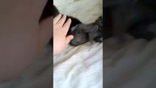 В мои котятам няши правда? смотреть онлайн