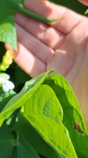 Green Beans are coming in! #growyourownfood #backyardfarming #marketgardening #gardeningtips