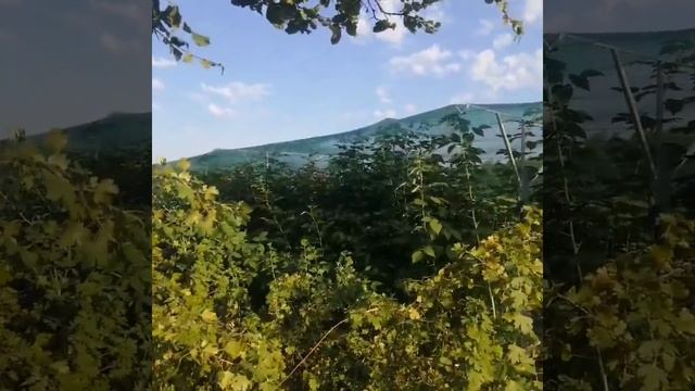 Малина летняя сорт НЬЮБУРГ конец сезона, подготовка к следующему году