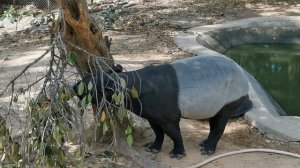 Тапир ест в зоопарке Khao Kheow Open Zoo, Паттайя, Тайланд