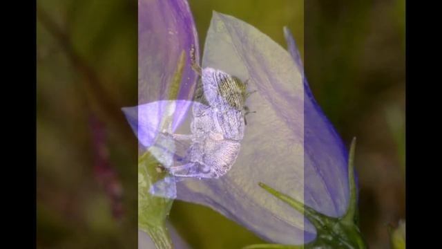 Kärsäkäs | Curculionidae @Finland смотреть онлайн