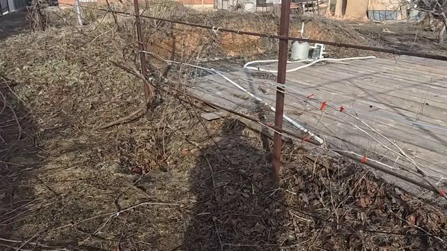 весна формировка винограда