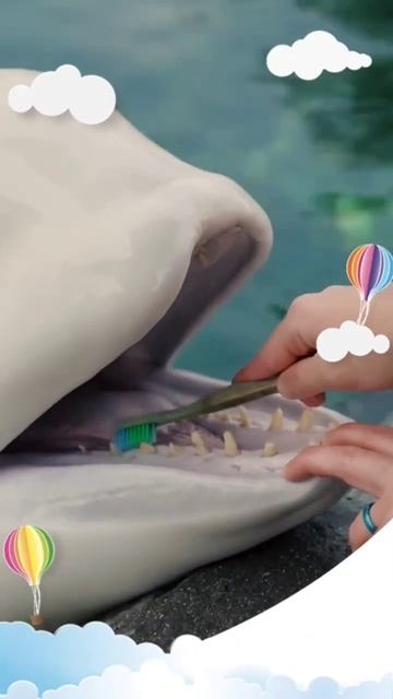 #Brushing a beluga whale's teeth! whale teething! brush! entertainment! смотреть онлайн