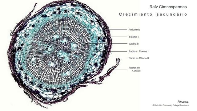 Teórico 3: Anatomía y función de raíz. Curso Botánica, Facultad de Agronomía, UDELAR, Uruguay 2021. смотреть онлайн