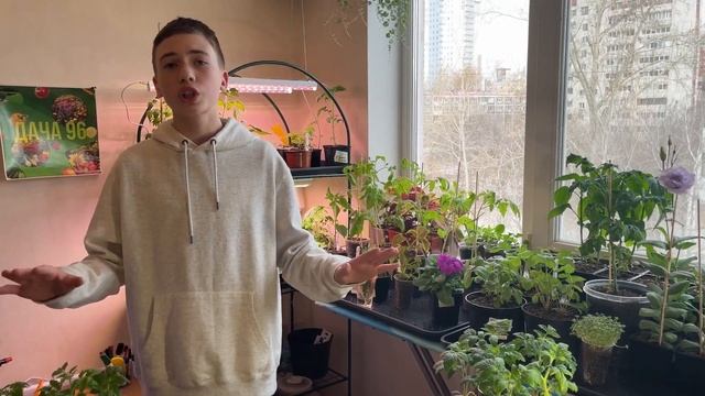 РАСТЕНИЯ ДЛЯ ВЫРАЩИВАНИЯ В ТЕНИ! Овощи, цветы, деревья, зелень. смотреть онлайн