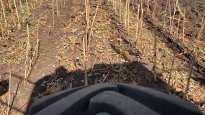 Трактор МТЗ 892 в работе с бороной дисковой АГ-2,4 Дисковка Палки Подсолнечника 2020