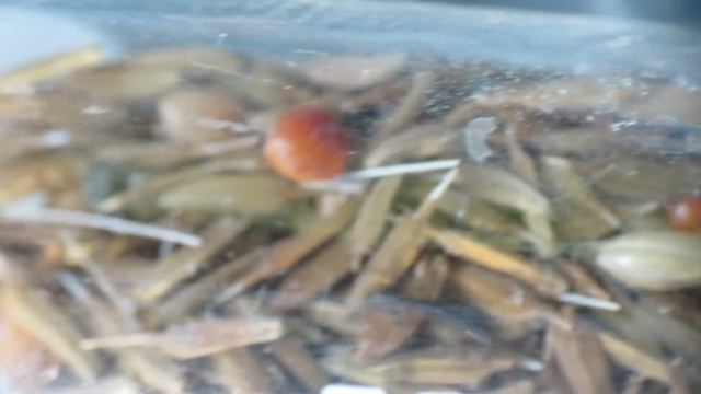 Messor Barbarus: Small colony смотреть онлайн