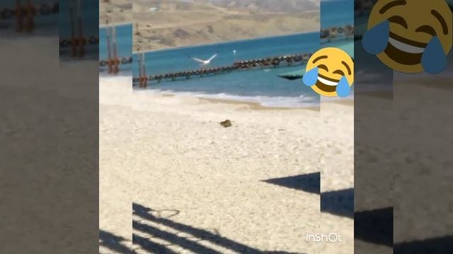 Битва титанов ЧАЙКА VS КОШКА смотреть онлайн