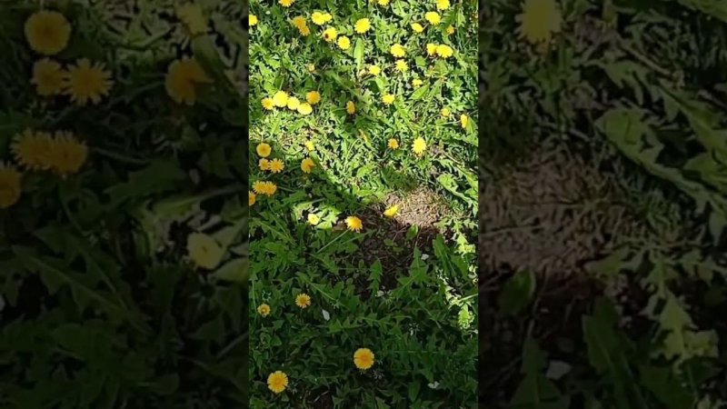поляна одуванчиков