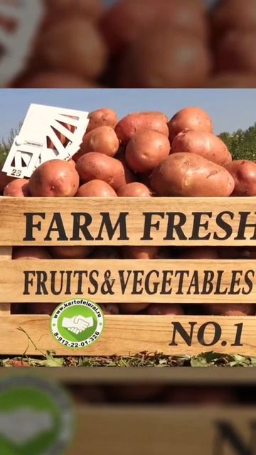 Поставка свежего картофеля урожая 2022 года бизнесу регионов 🤝 смотреть онлайн