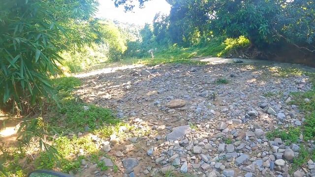 ROAD TRIP in CREEK SIDE and stray dog running after me смотреть онлайн