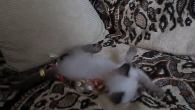Голубоглазые котята:голодные игры)