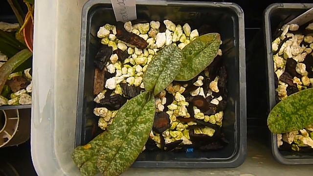 Paphiopedilums смотреть онлайн