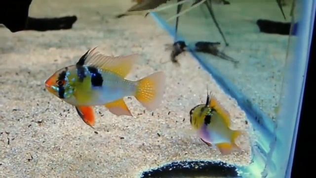 Peaceful Cichlids for Everyone | Community Cichlids смотреть онлайн