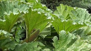 Gunnera manicata