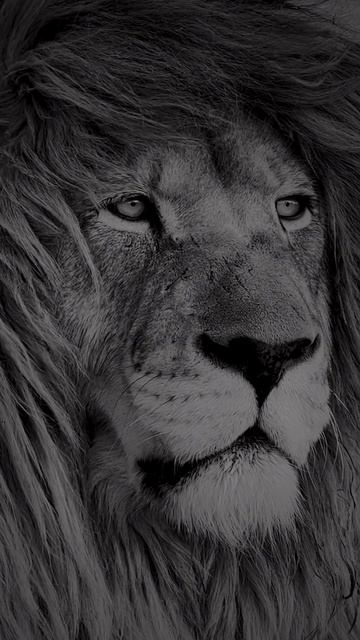 King #king #лев #музыка #животные #рекомендации смотреть онлайн